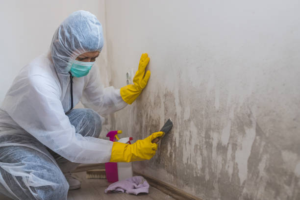 Best Certified Mold Removal  in Kankakee, IL