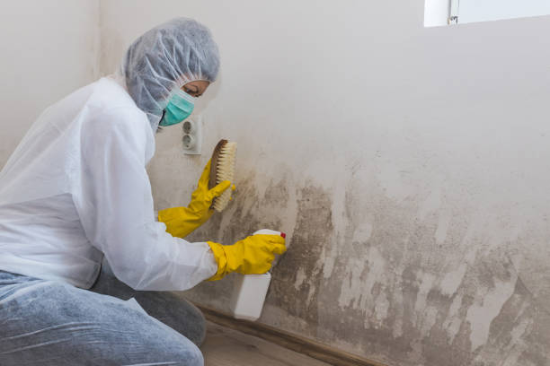 Mold Testing and Removal in Kankakee, IL