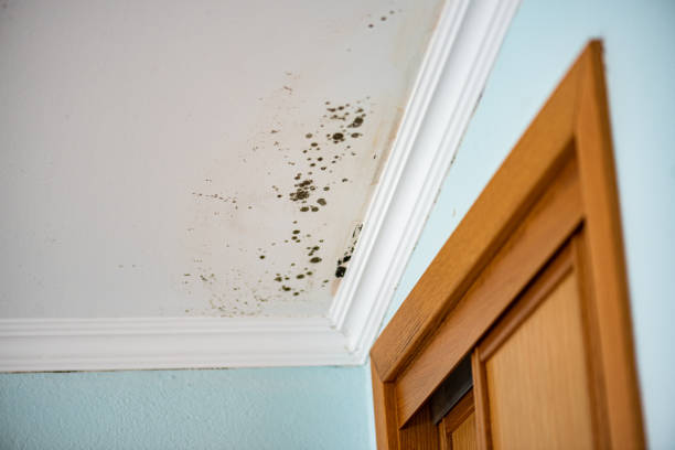 Best Crawl Space Mold Removal  in Kankakee, IL