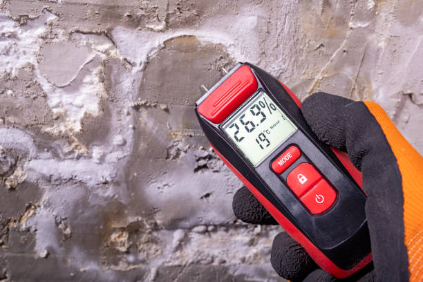 Best Toxic Mold Removal  in Kankakee, IL