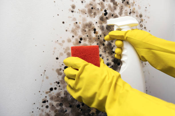 Mold Removal Process in Kankakee, IL