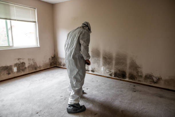 Best Attic Mold Removal  in Kankakee, IL